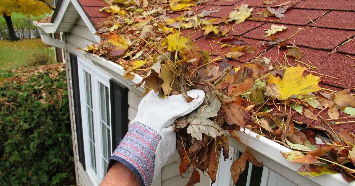 Hand removing fall leaves from house gutter.